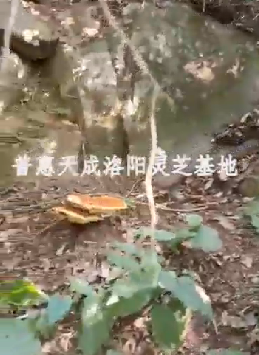 普惠天成洛陽靈芝基地